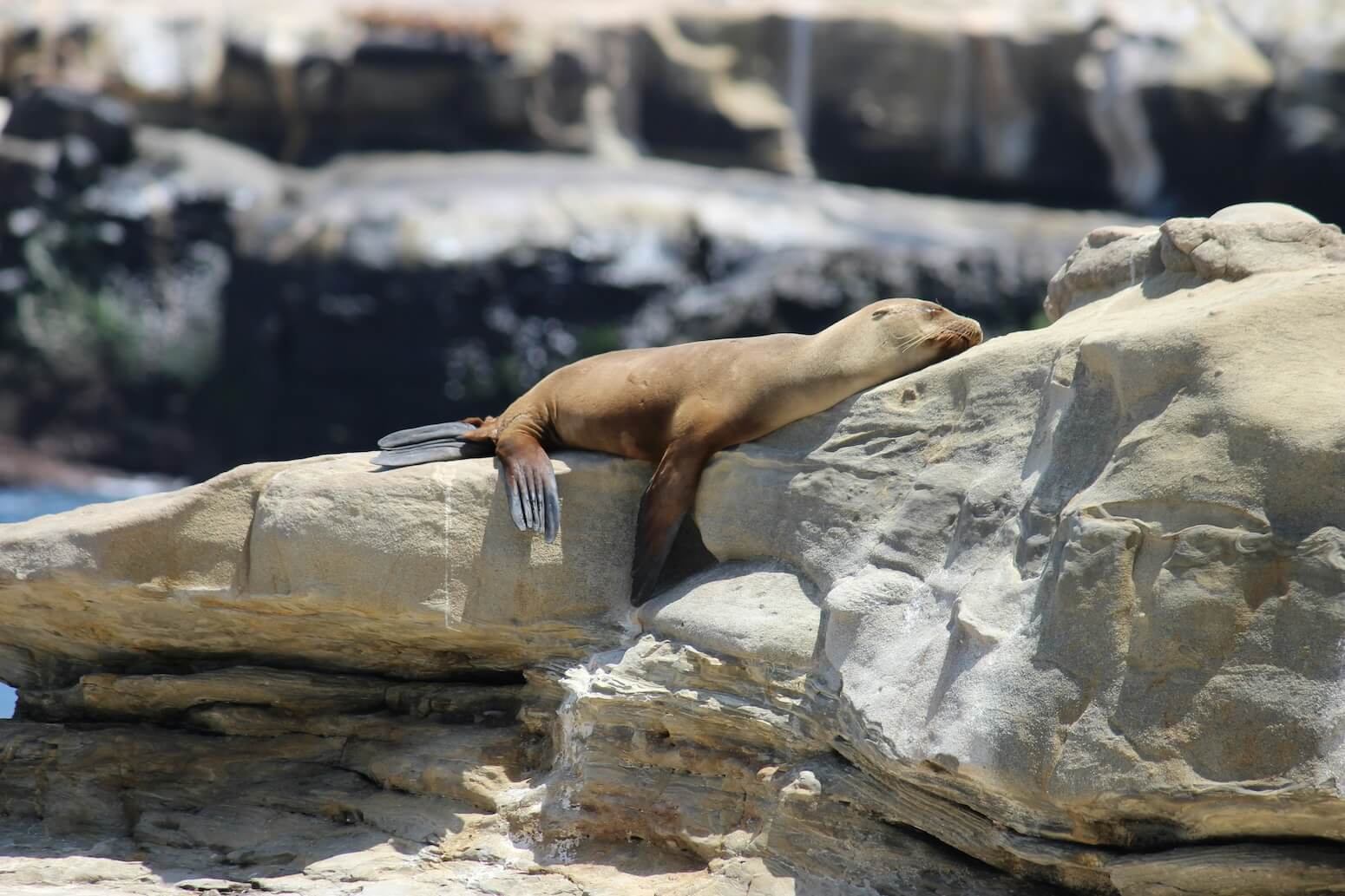 A seal on a rock in San Diego.
